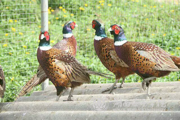 3貧困戶付大哥家飼養(yǎng)的特殊雞種七彩野雞l.jpg
